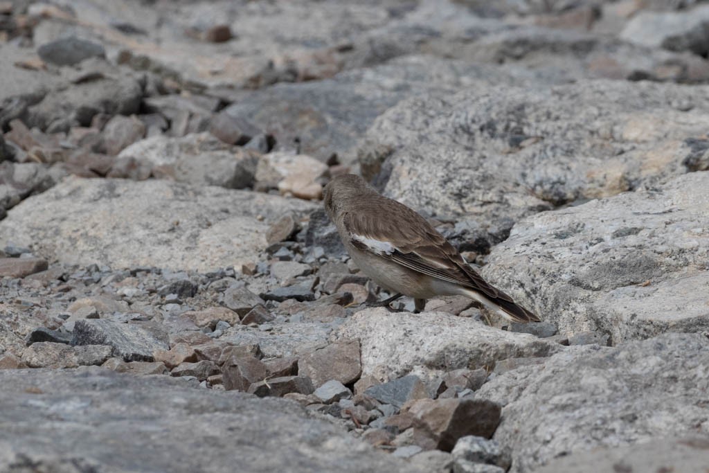 Black-winged Snowfinch - Kumar RR