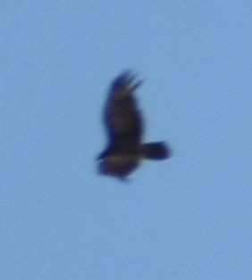 Turkey Vulture - ML563500971