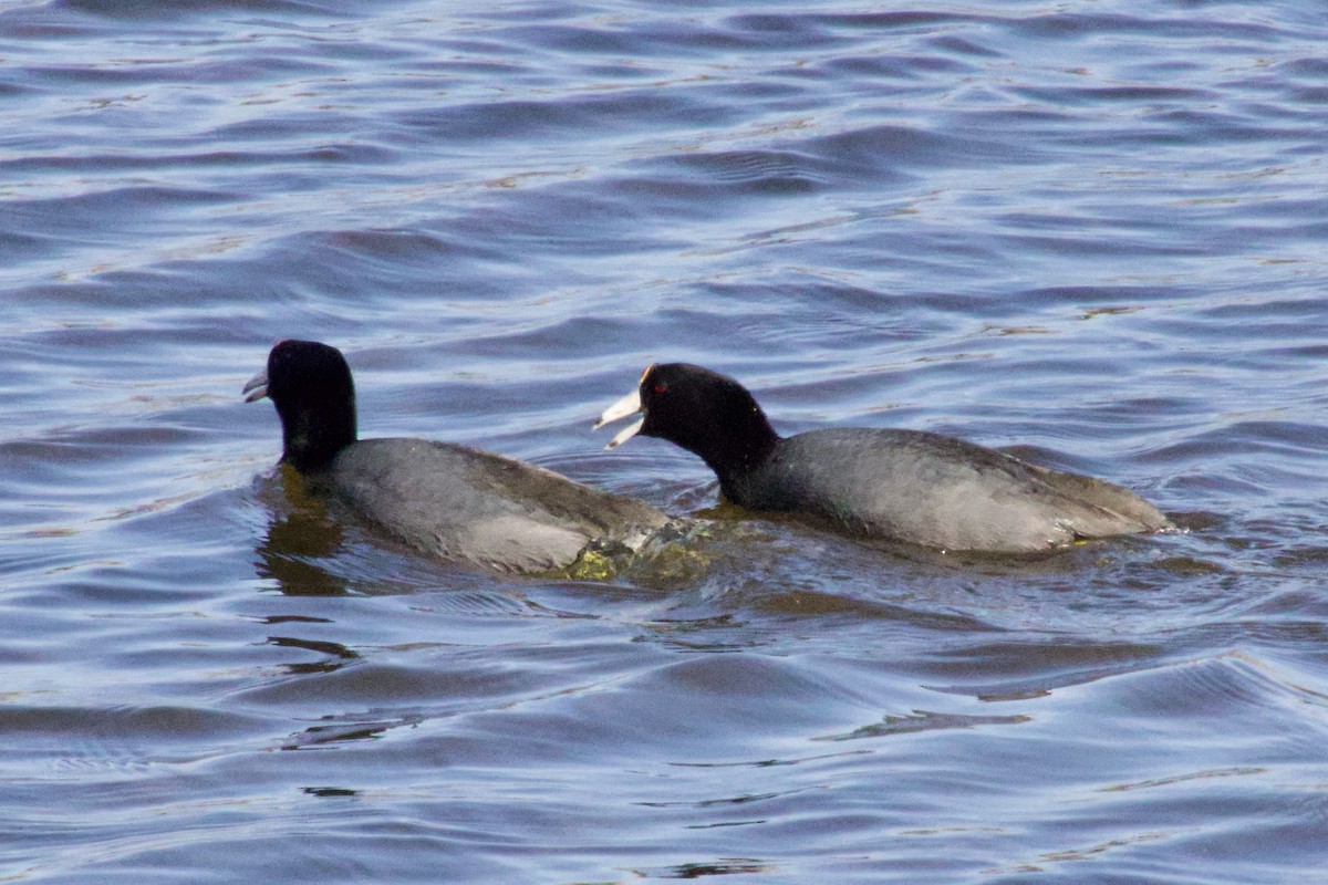 American Coot - ML563502091