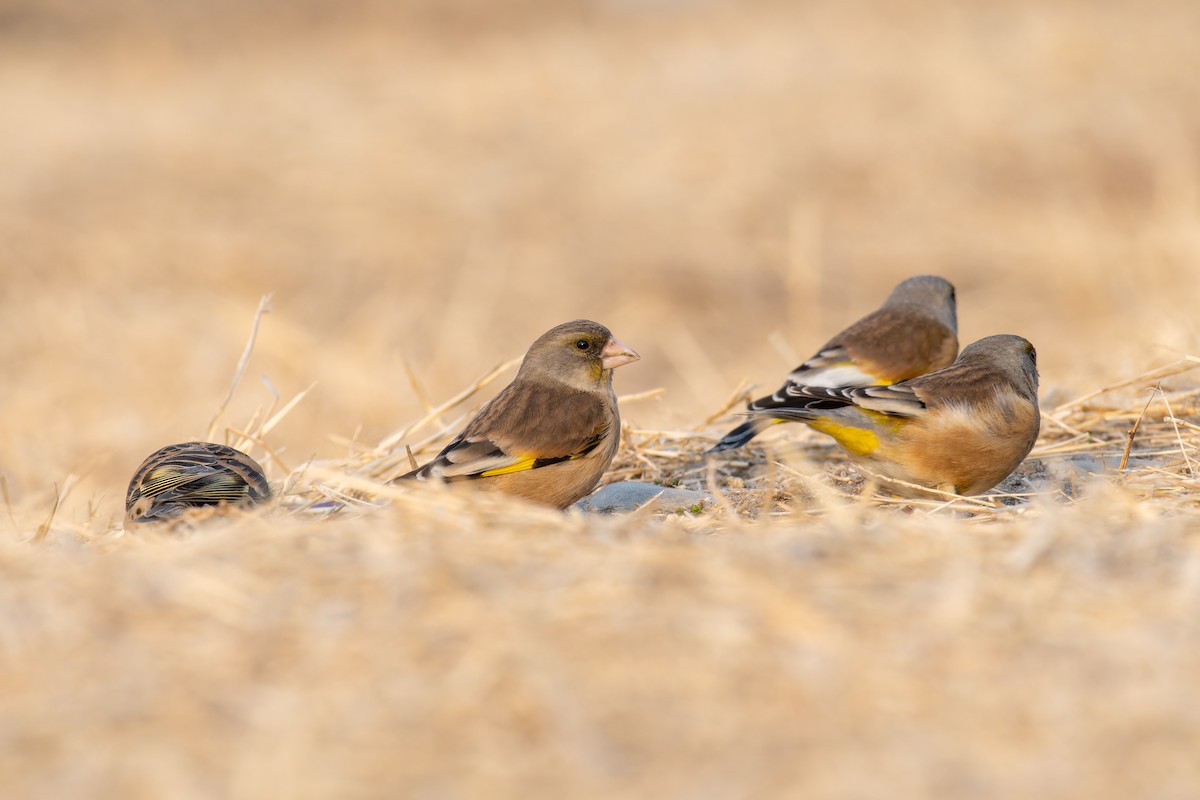 Brambling - TaQini Liu