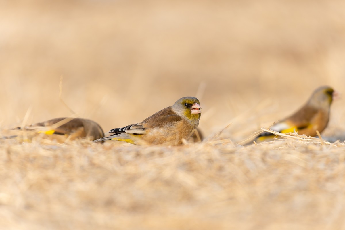 Oriental Greenfinch - TaQini Liu