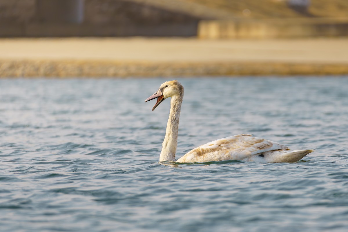 Mute Swan - ML563507561