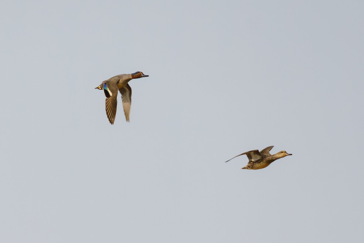 Green-winged Teal (Eurasian) - ML563507611