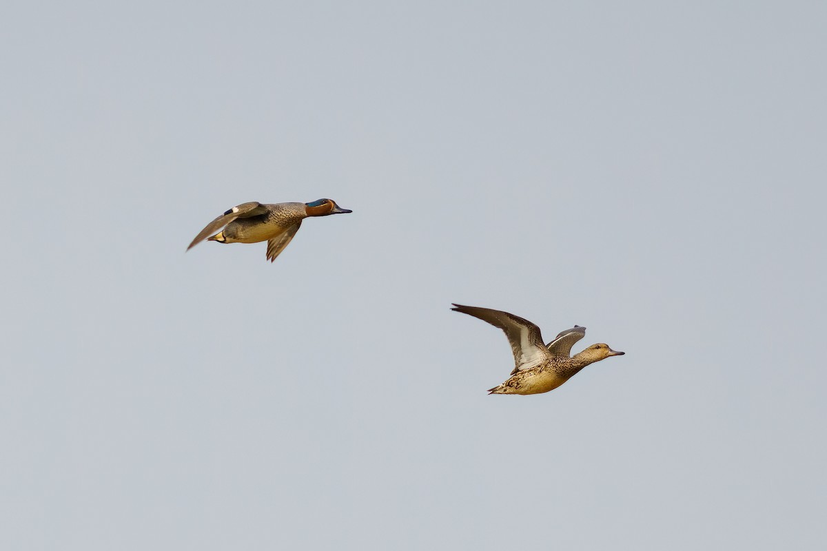 Green-winged Teal (Eurasian) - ML563507631