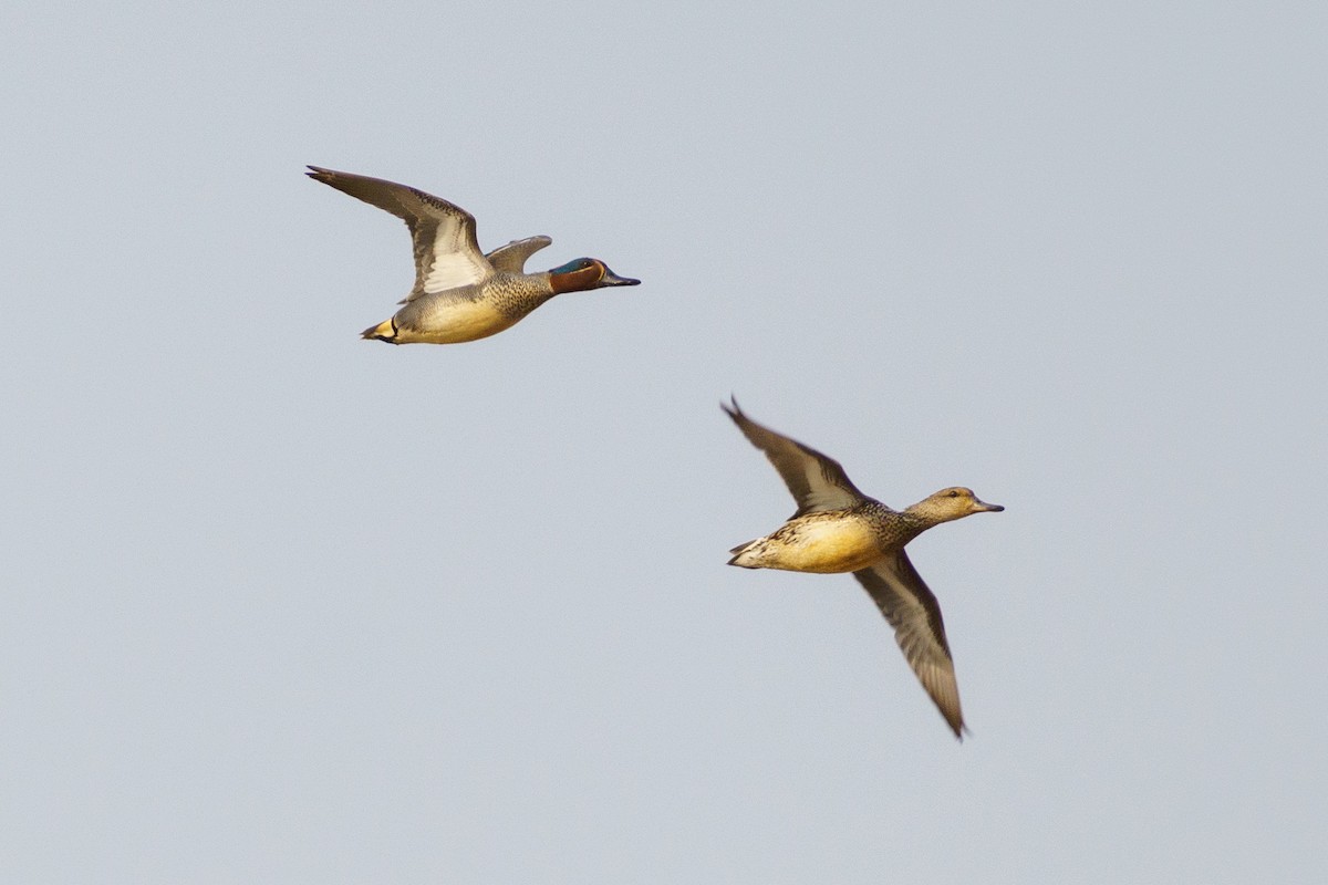 Green-winged Teal (Eurasian) - ML563507641