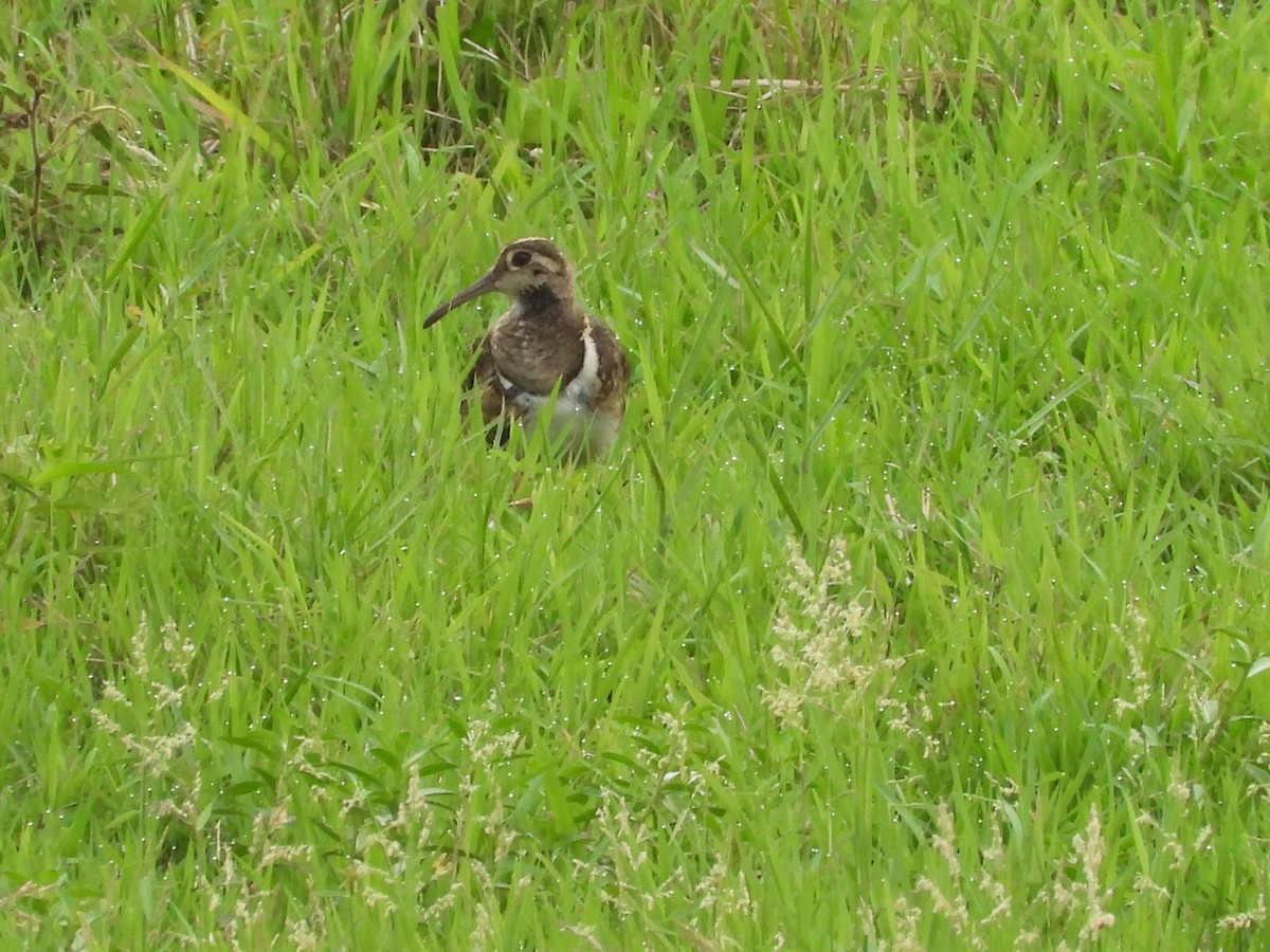 Greater Painted-Snipe - ML563509161