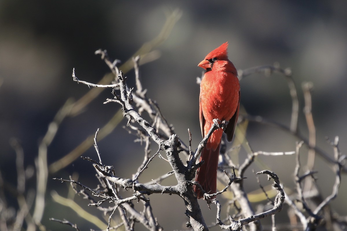 Northern Cardinal - ML563509381