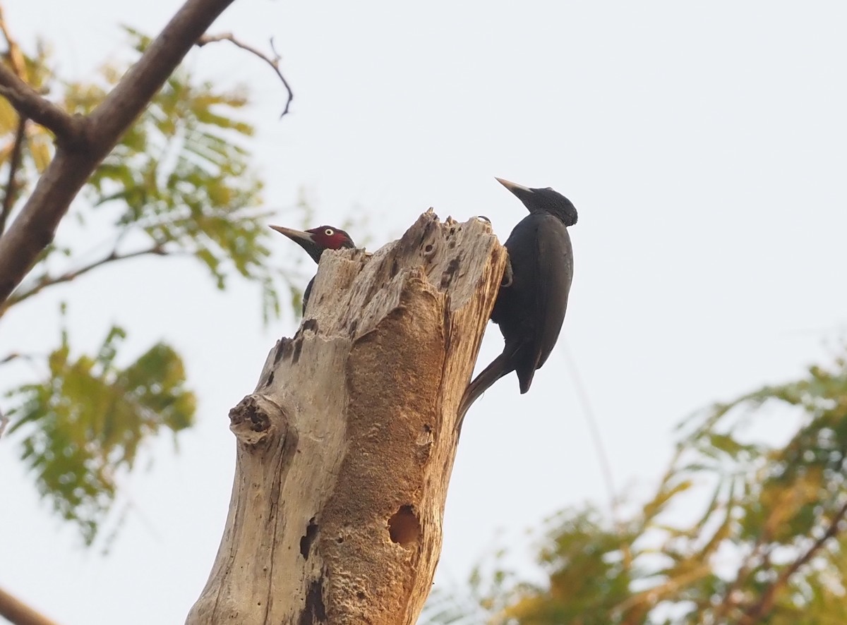 Northern Sooty-Woodpecker - ML563511691