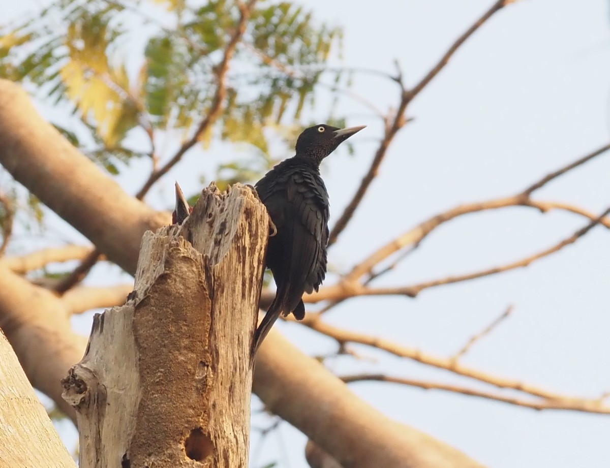 Northern Sooty-Woodpecker - ML563511821