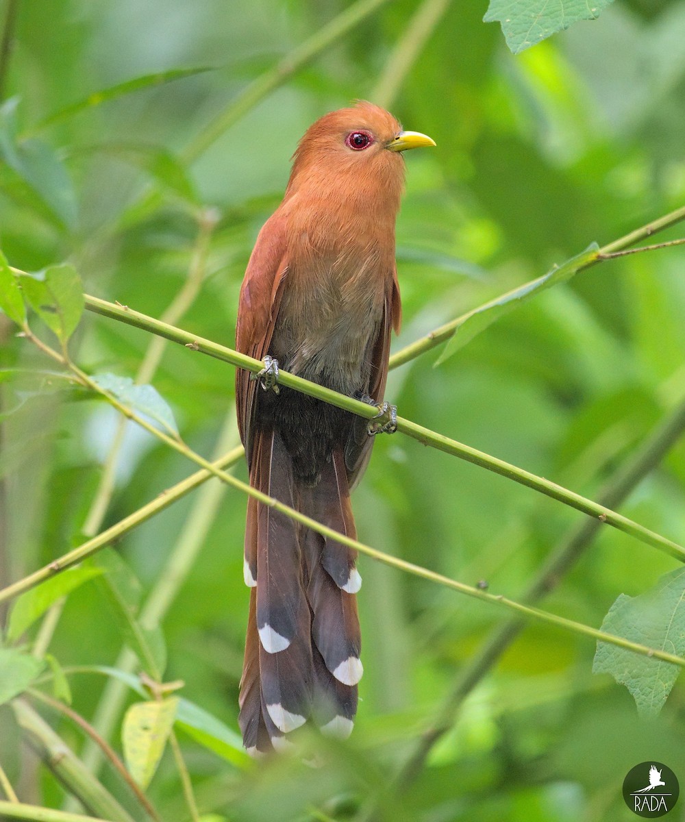 Little Cuckoo - Ramón David Ruiz Correa (@rada.birding)