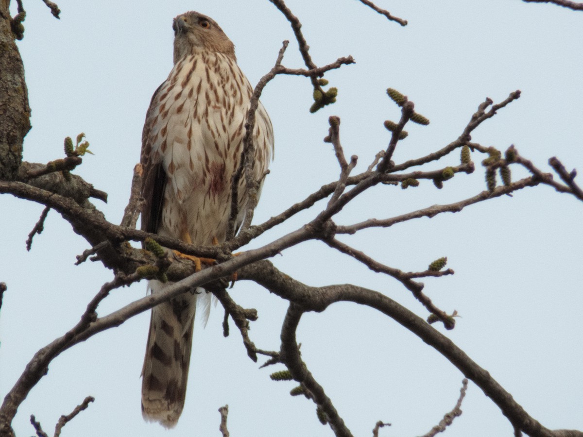 Cooper's Hawk - ML563512341