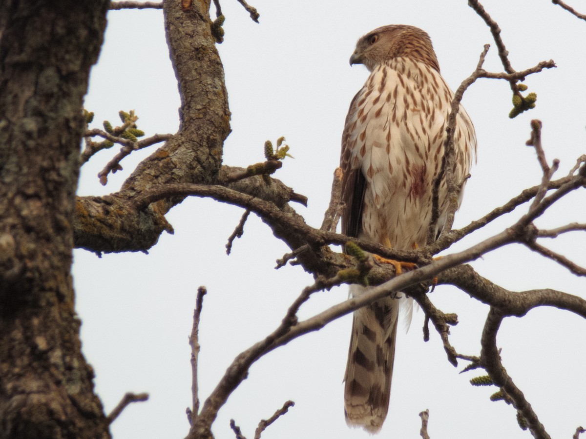 Cooper's Hawk - ML563512351