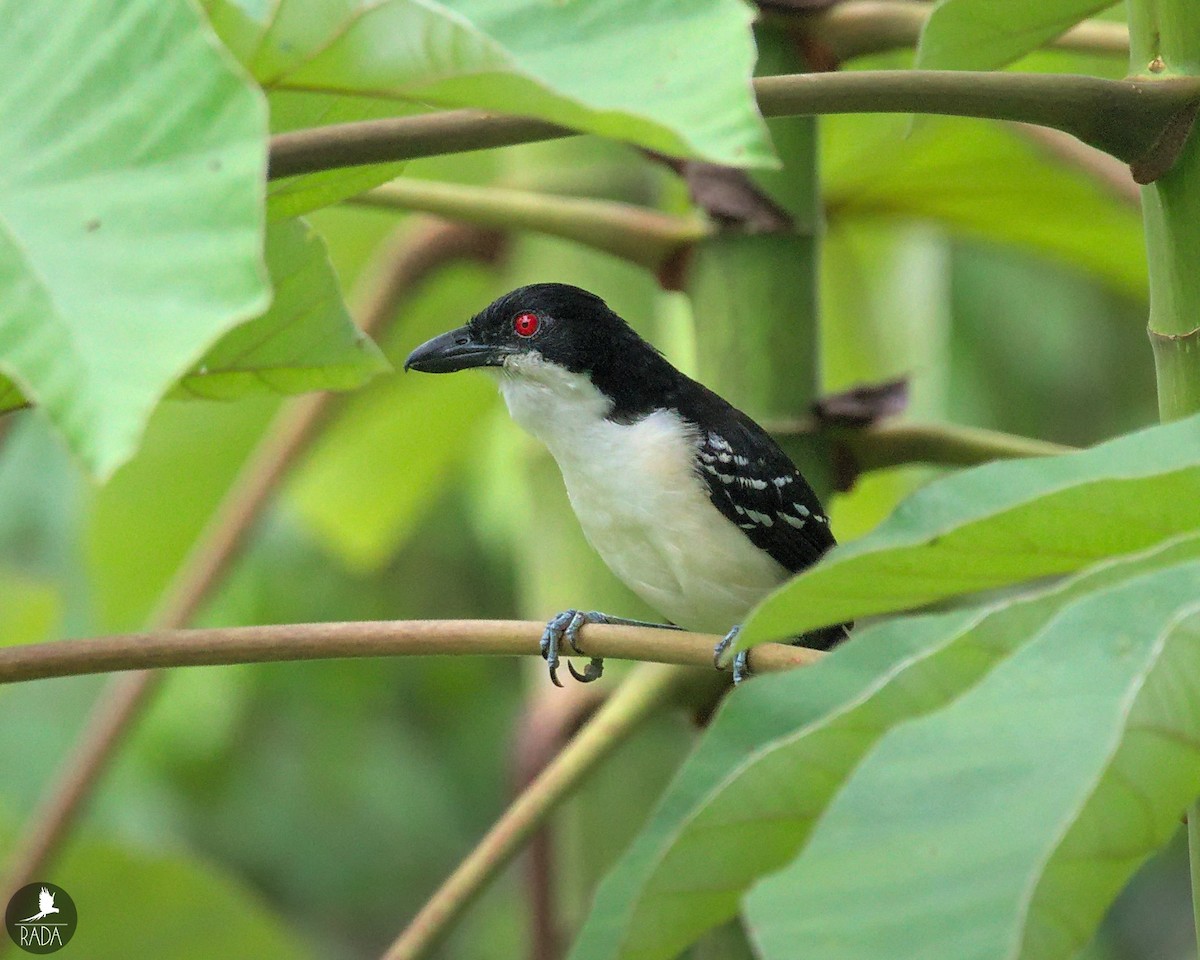 Great Antshrike - ML563512401