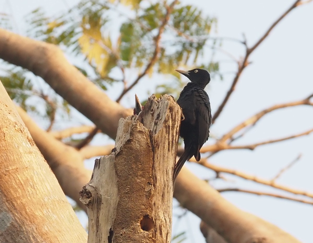 Northern Sooty-Woodpecker - ML563512551