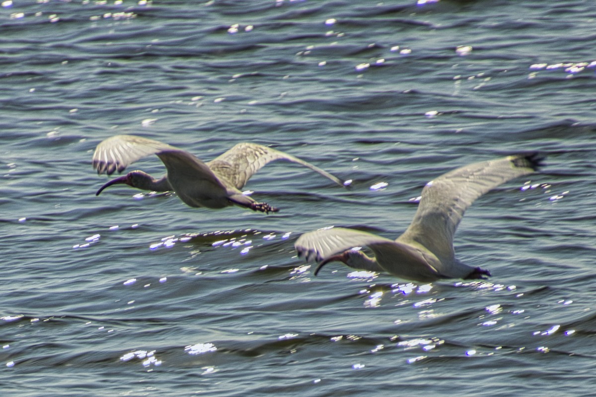 White Ibis - ML563512601