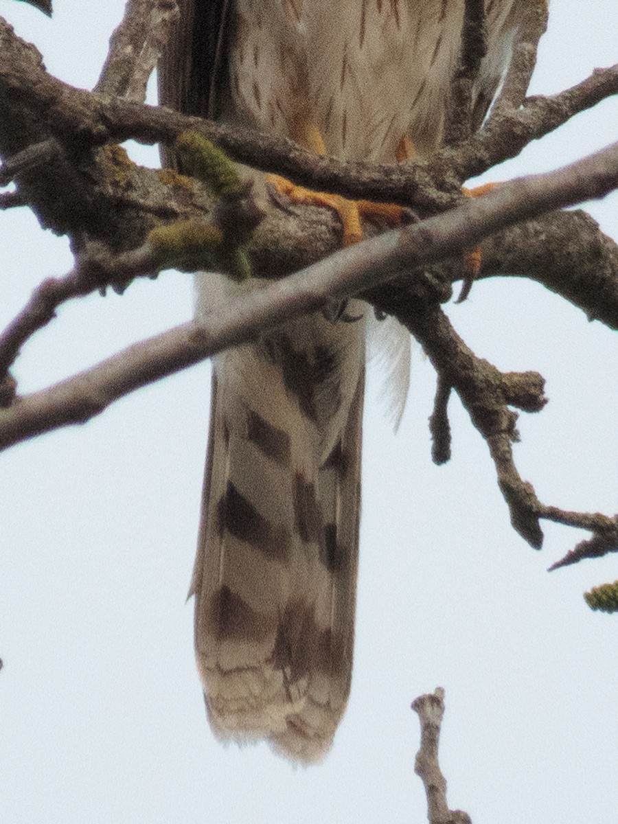 Cooper's Hawk - ML563513091