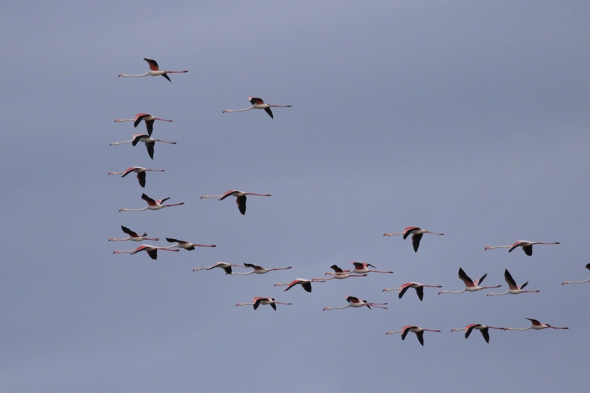 Greater Flamingo - ML563513131