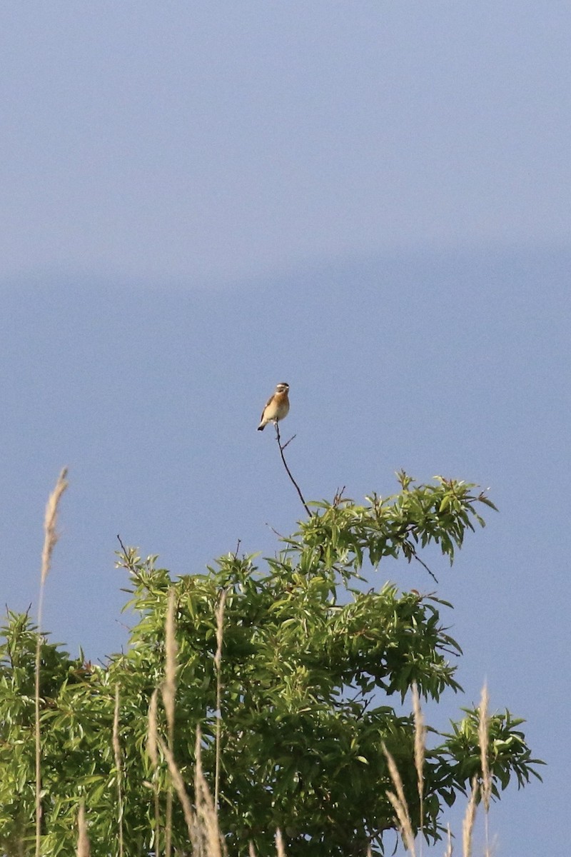 Whinchat - ML563513231