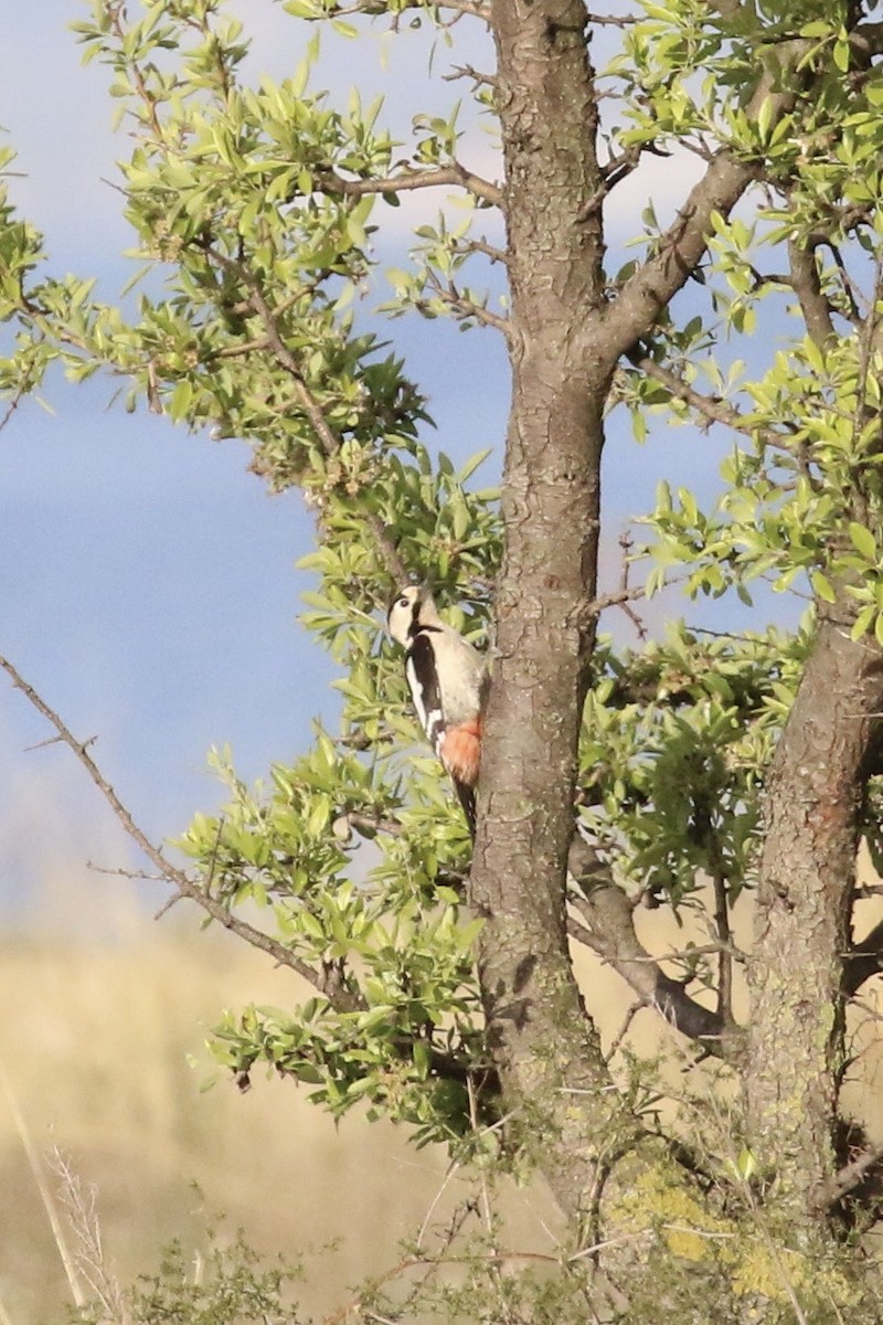 Syrian Woodpecker - ML563513311
