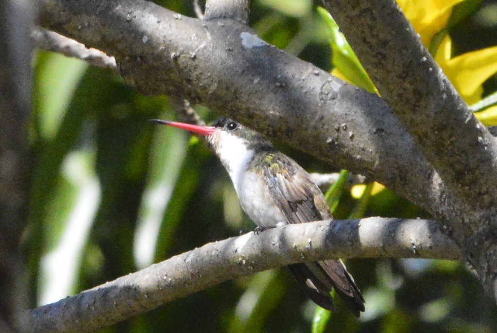 Green-fronted Hummingbird - ML563513401
