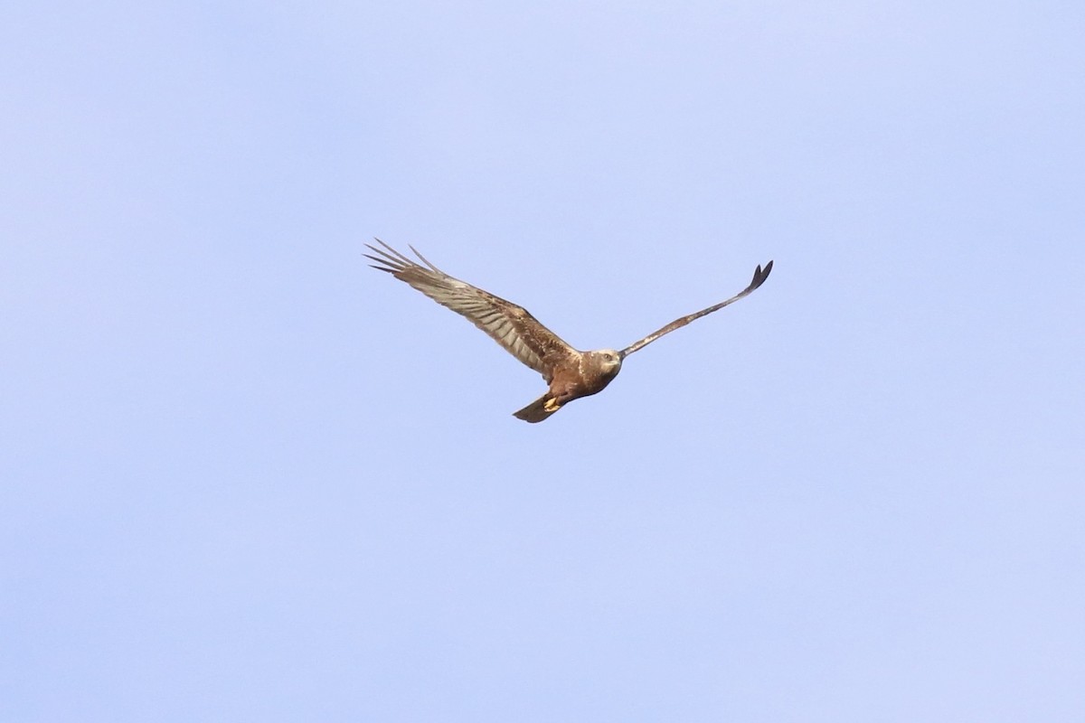 Western Marsh Harrier - ML563513421