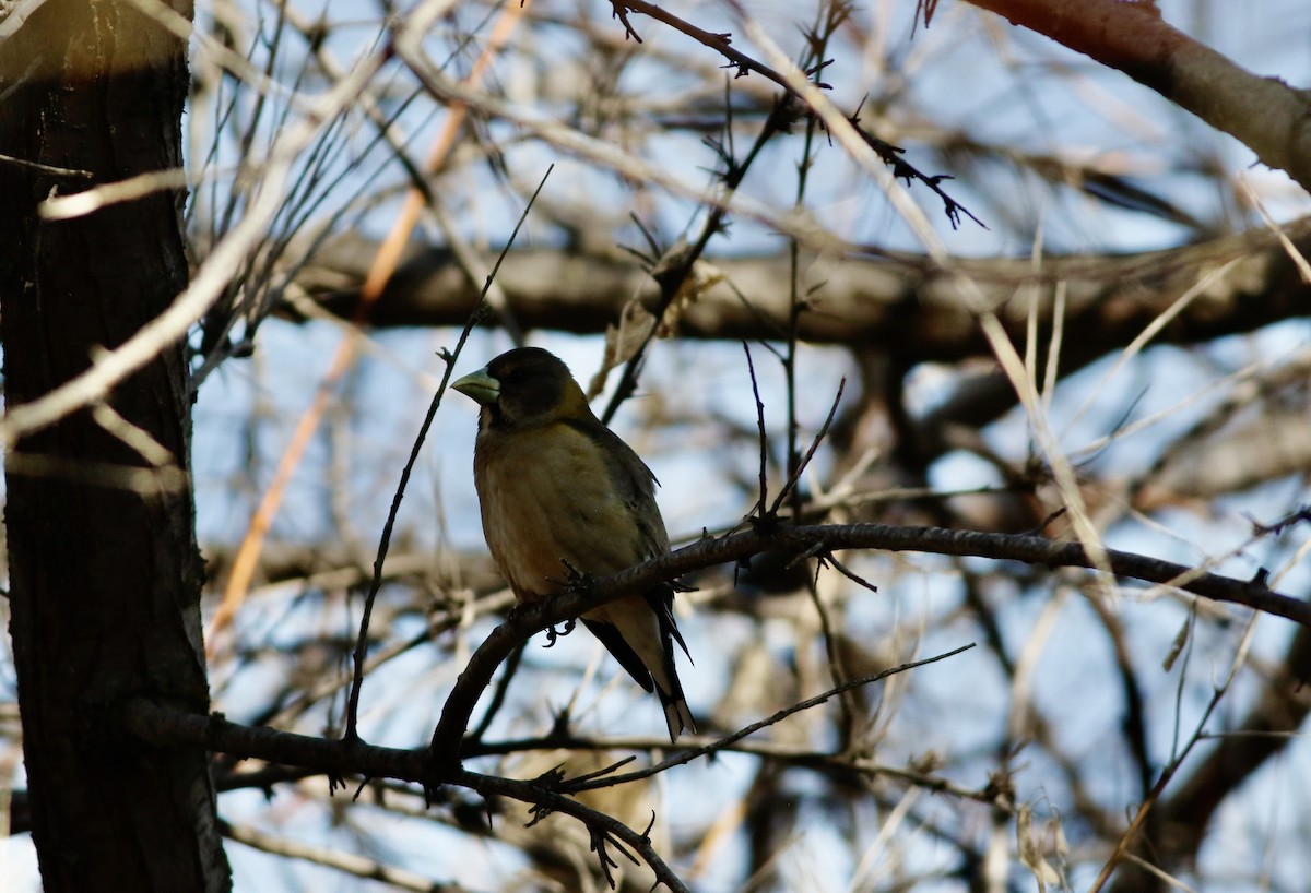 Evening Grosbeak (type 4) - ML563513611