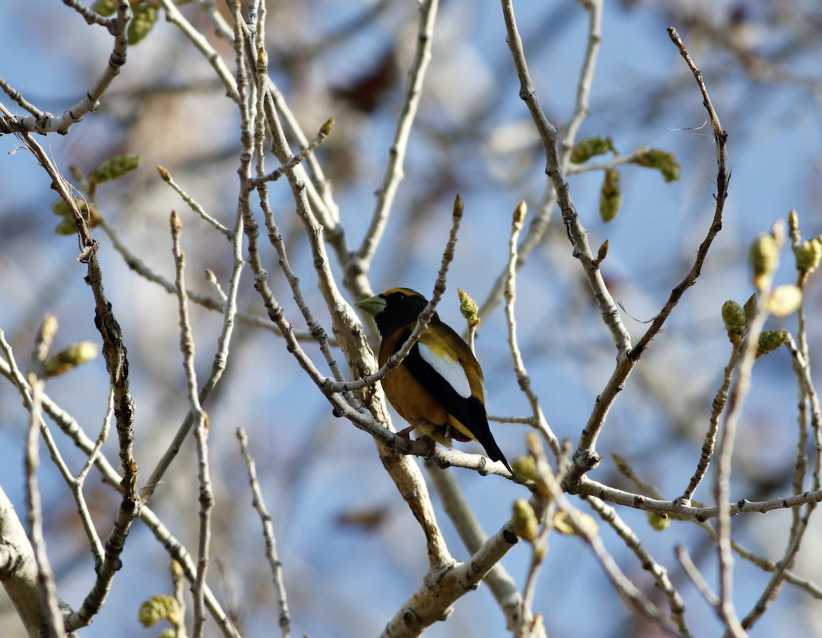 Evening Grosbeak (type 4) - ML563513621