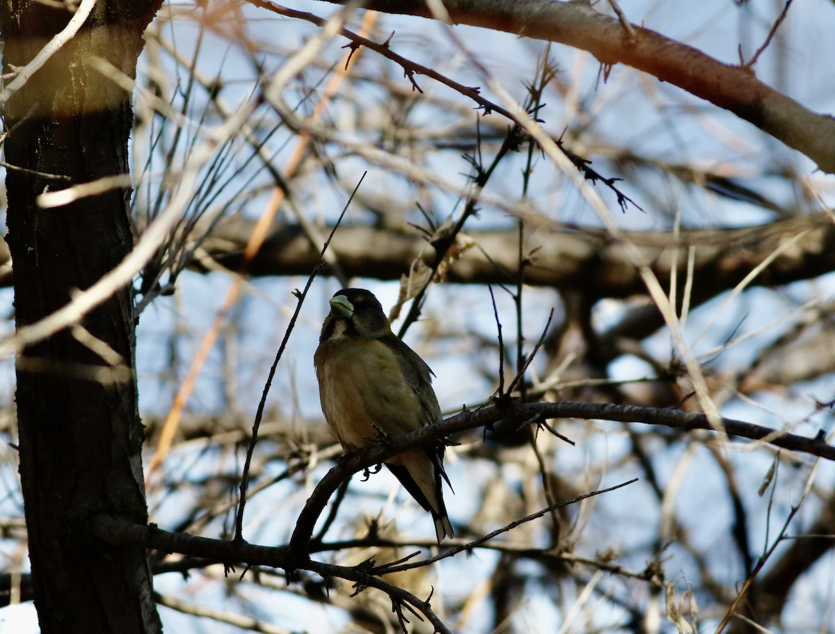 Evening Grosbeak (type 4) - ML563513631