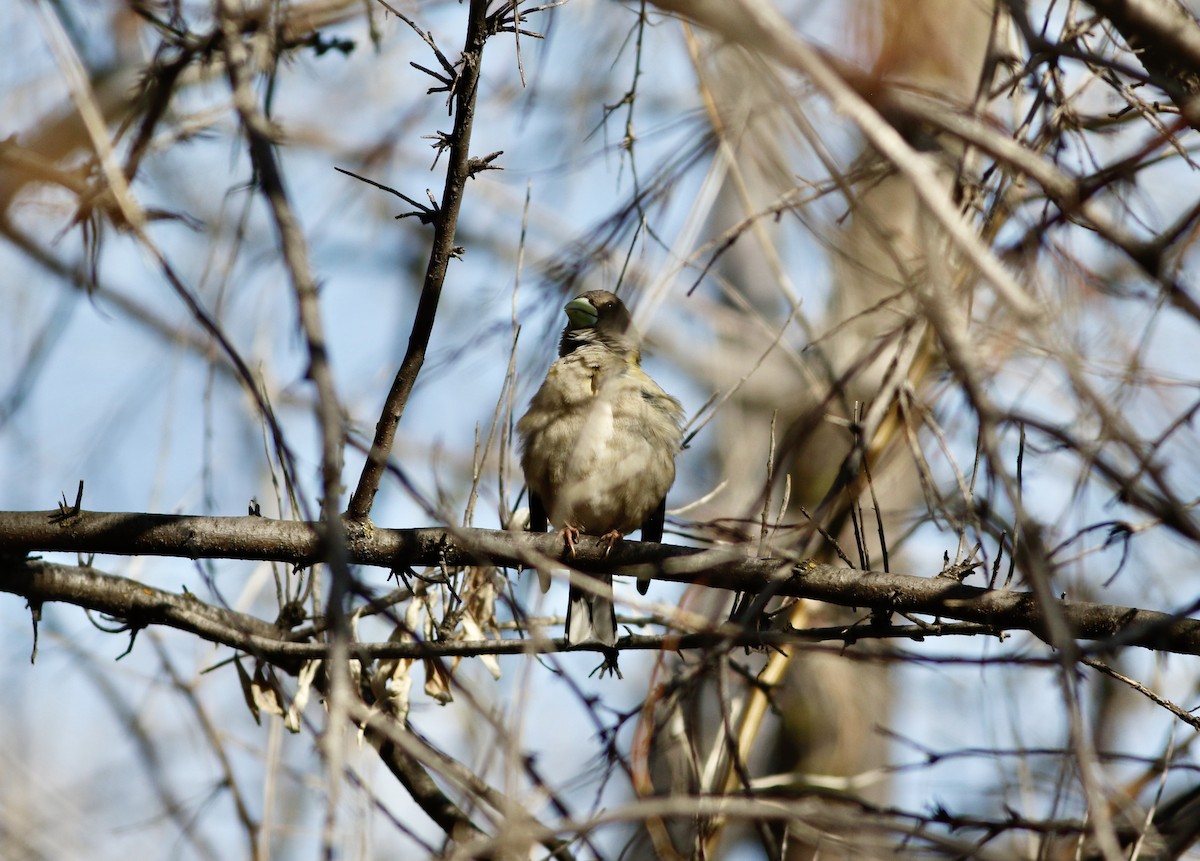 Evening Grosbeak (type 4) - ML563513641