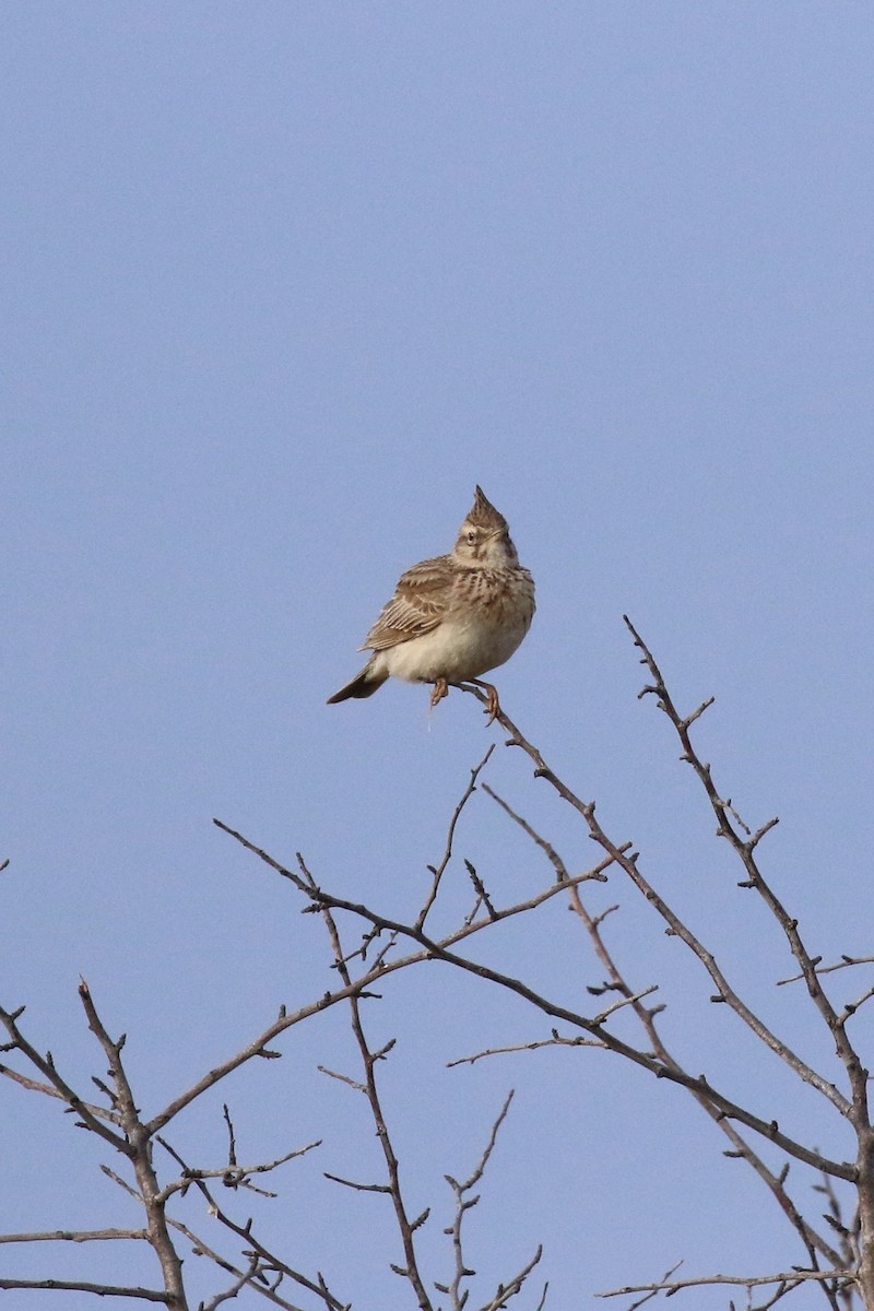 Crested Lark - ML563513681