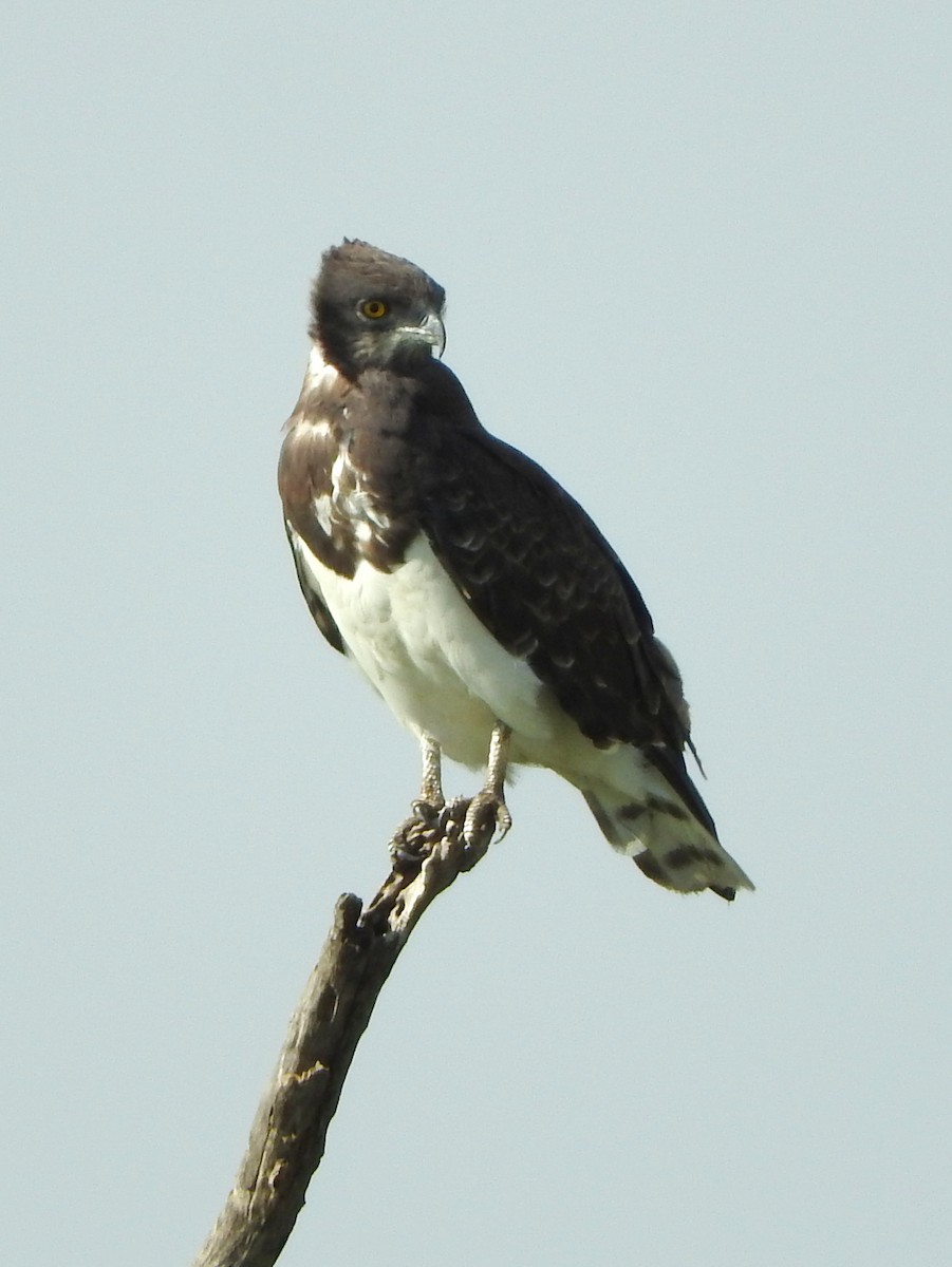 Black-chested Snake-Eagle - ML56351421