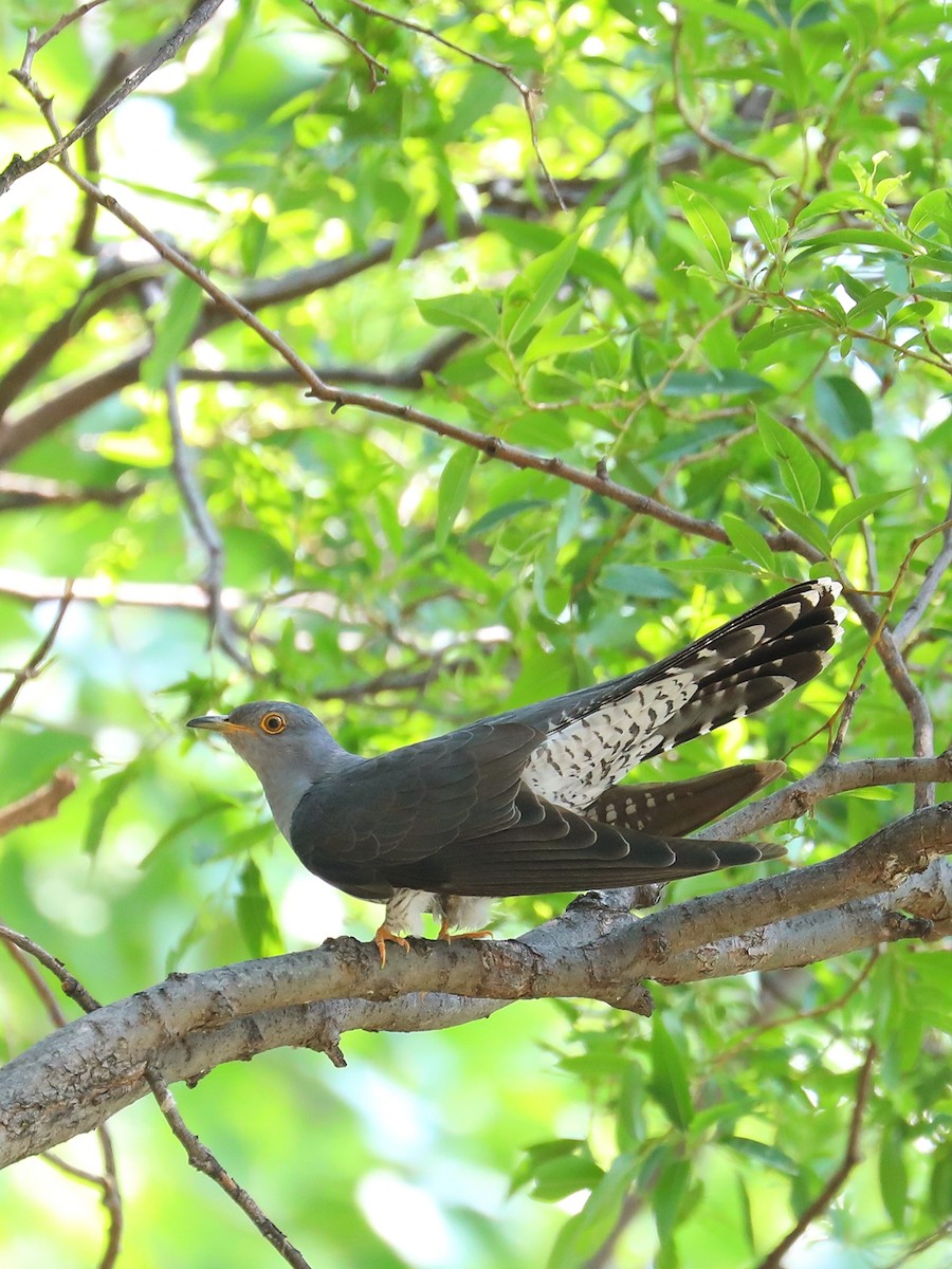 Common Cuckoo - ML563515831