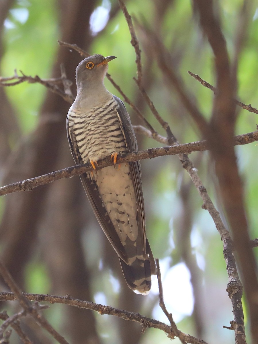 Common Cuckoo - ML563515841