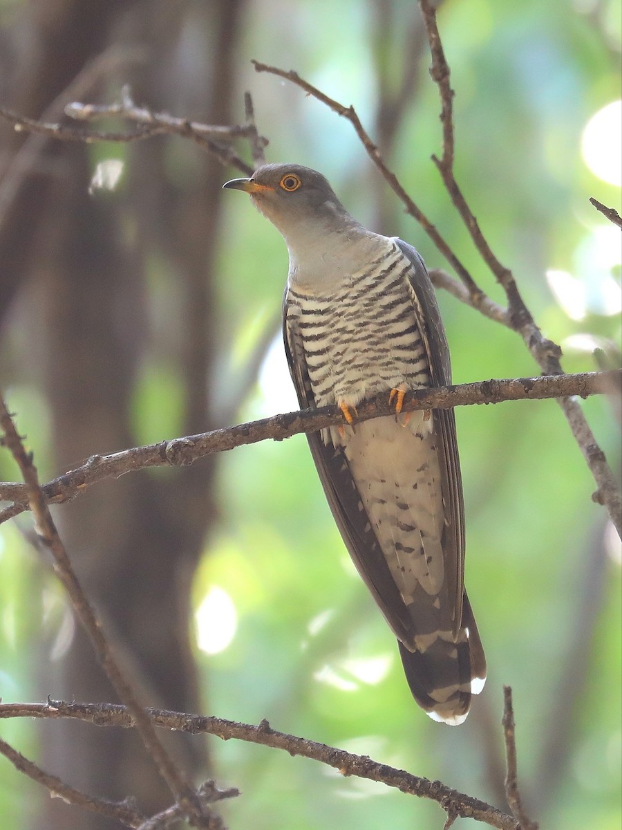 Common Cuckoo - ML563515851