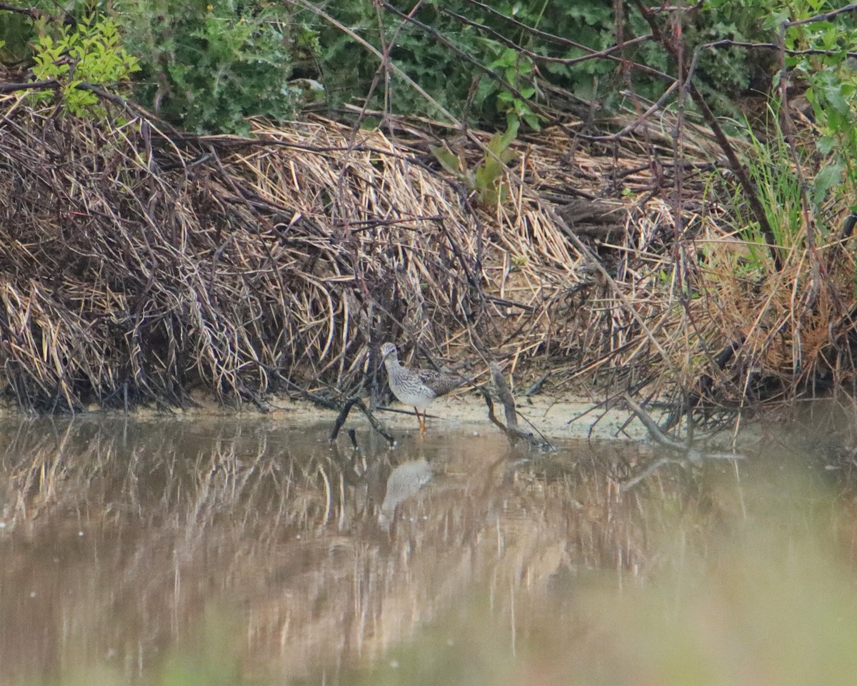 Lesser Yellowlegs - ML563516061
