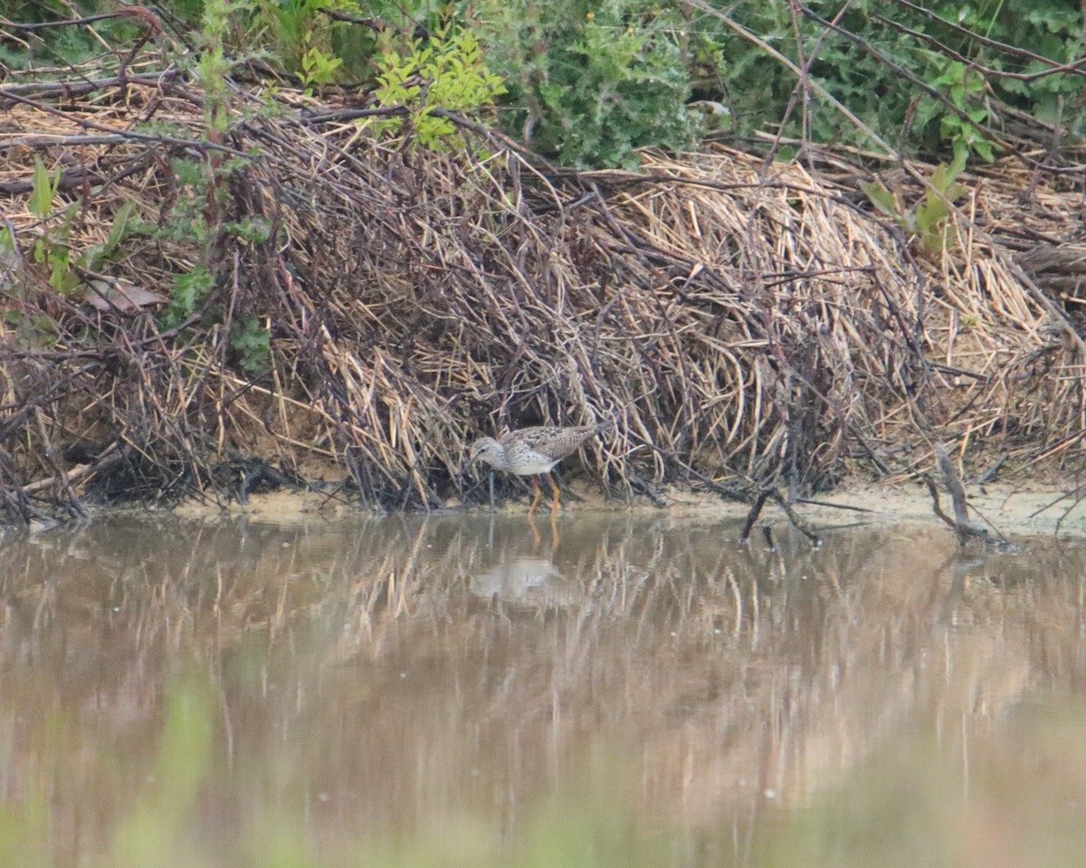 Lesser Yellowlegs - ML563516071