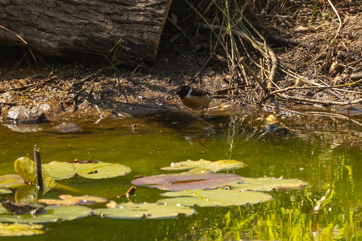 bramborníček černohlavý - ML563518381