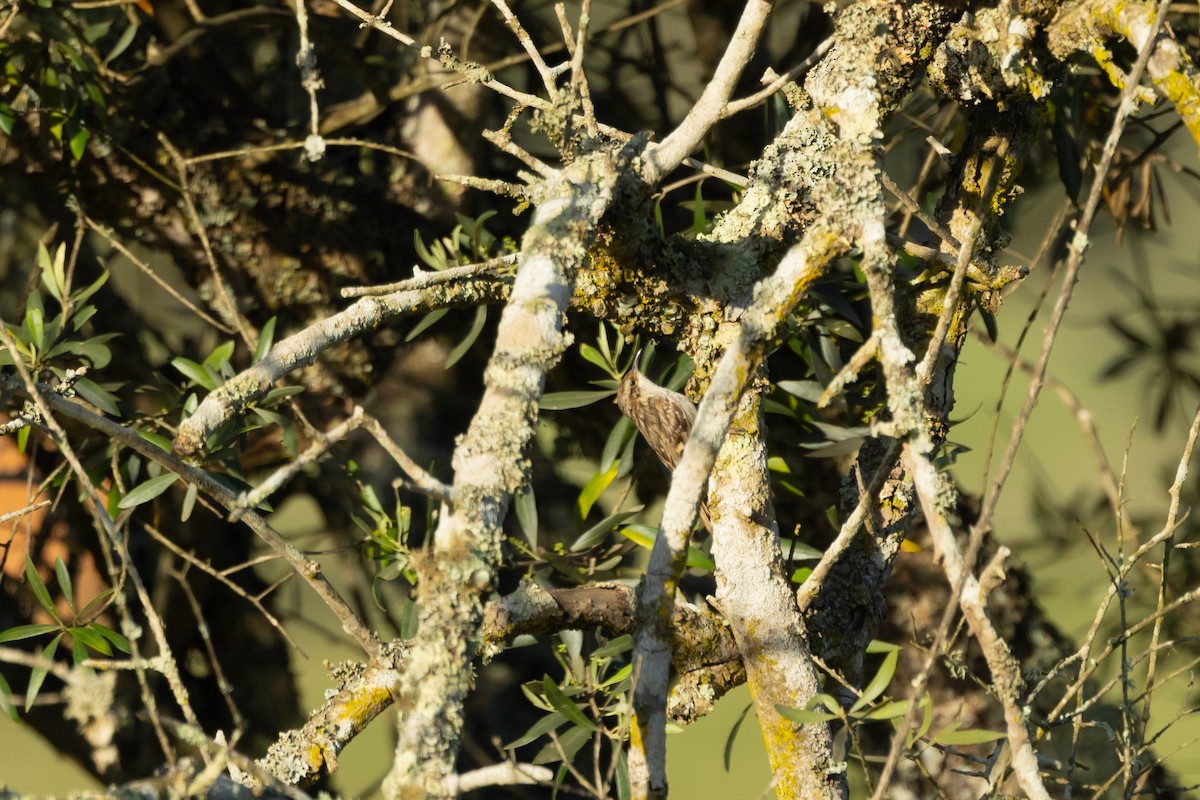 šoupálek krátkoprstý - ML563518711