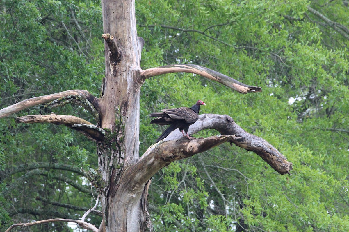 Turkey Vulture - ML563519101