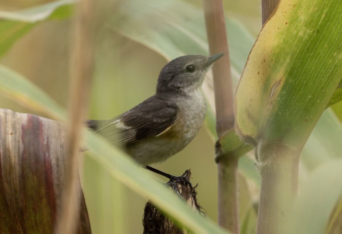 American Redstart - ML563520391