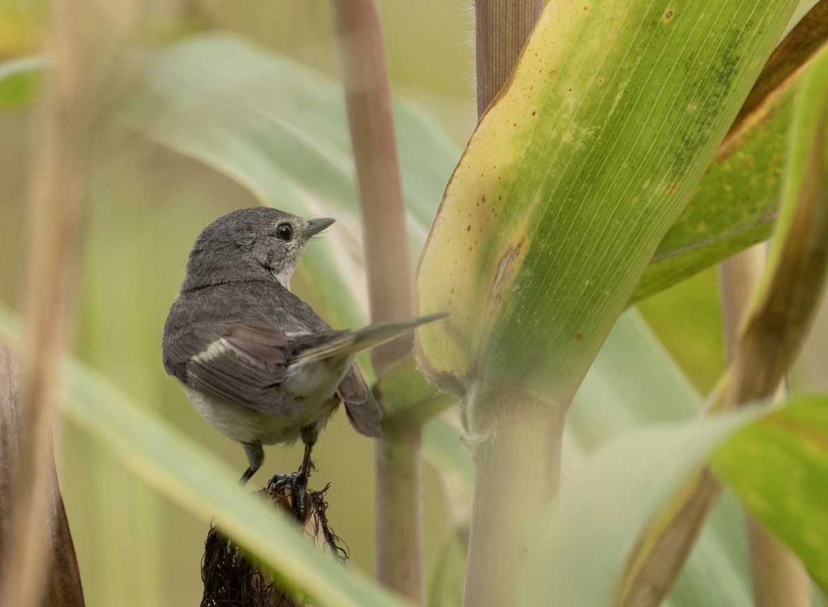 American Redstart - ML563520401