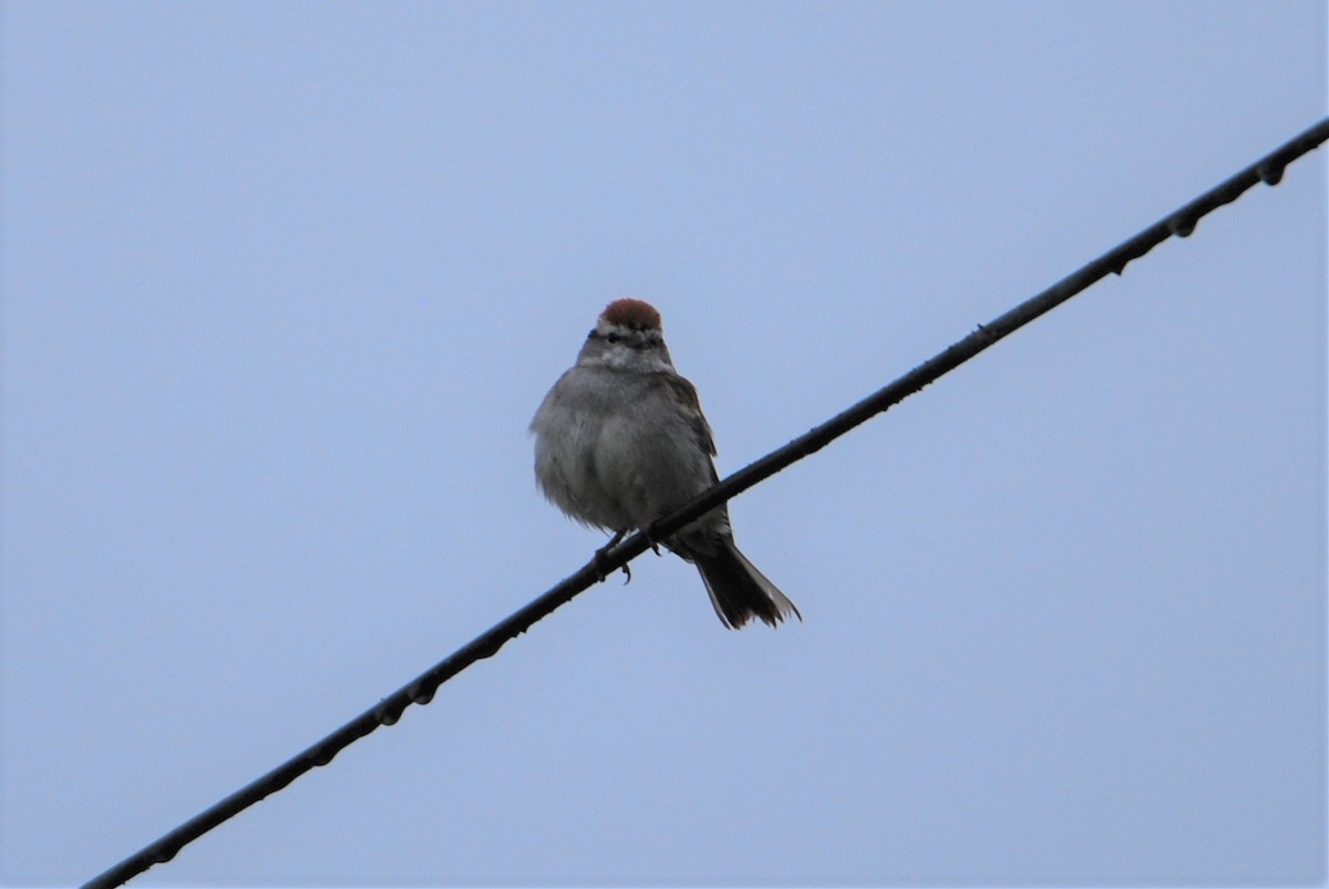 Chipping Sparrow - ML563521721