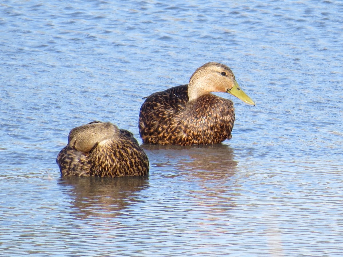 Mottled Duck - ML56352181