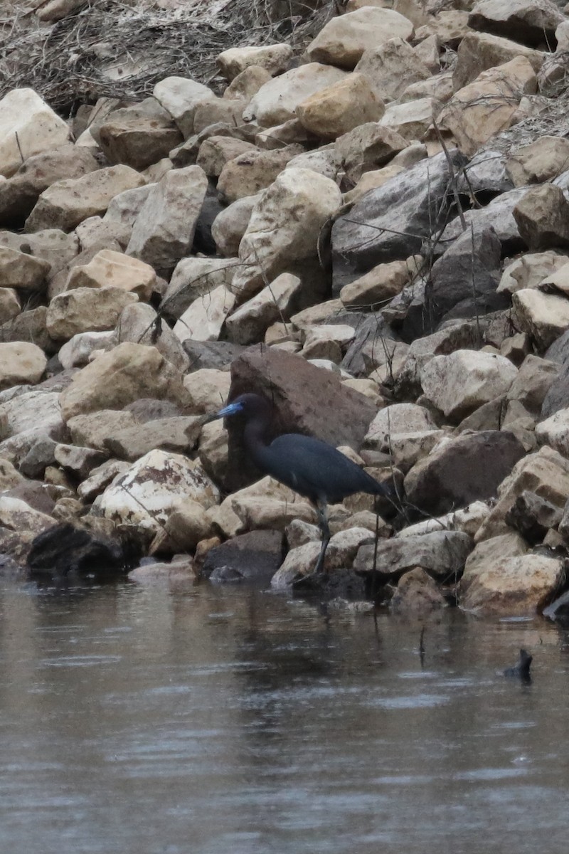 Little Blue Heron - ML563523911