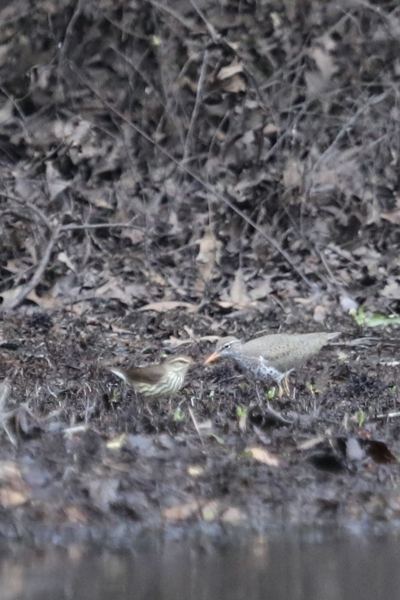 Northern Waterthrush - ML563524161