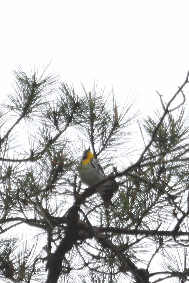 Yellow-throated Warbler - ML563524681