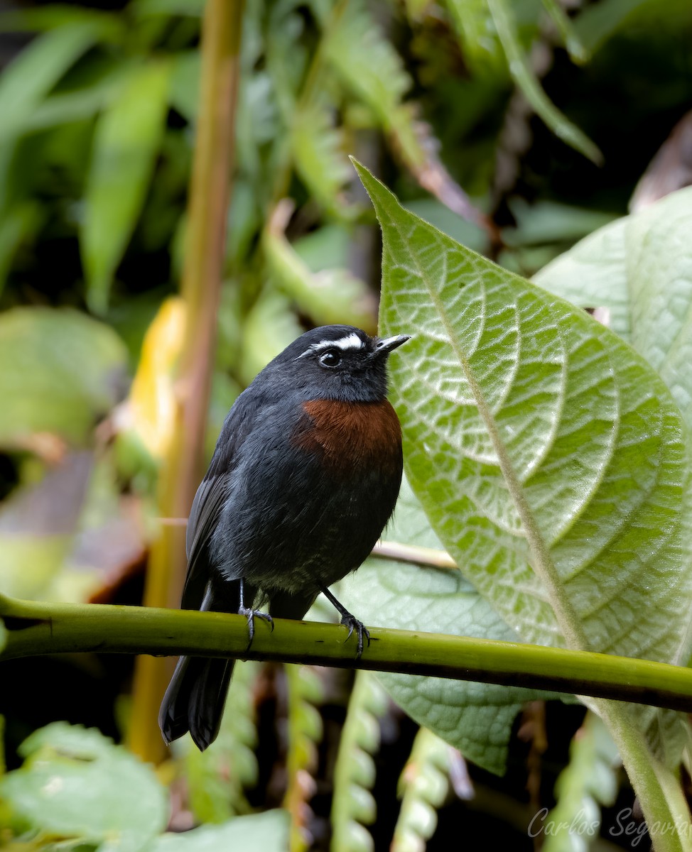 Maroon-belted Chat-Tyrant - ML563524871