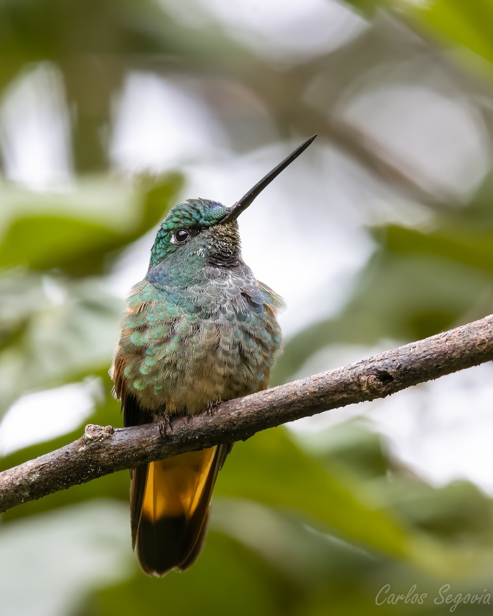 hummingbird sp. - ML563524971