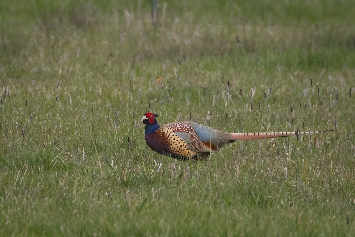 Ring-necked Pheasant - Tanner Martin