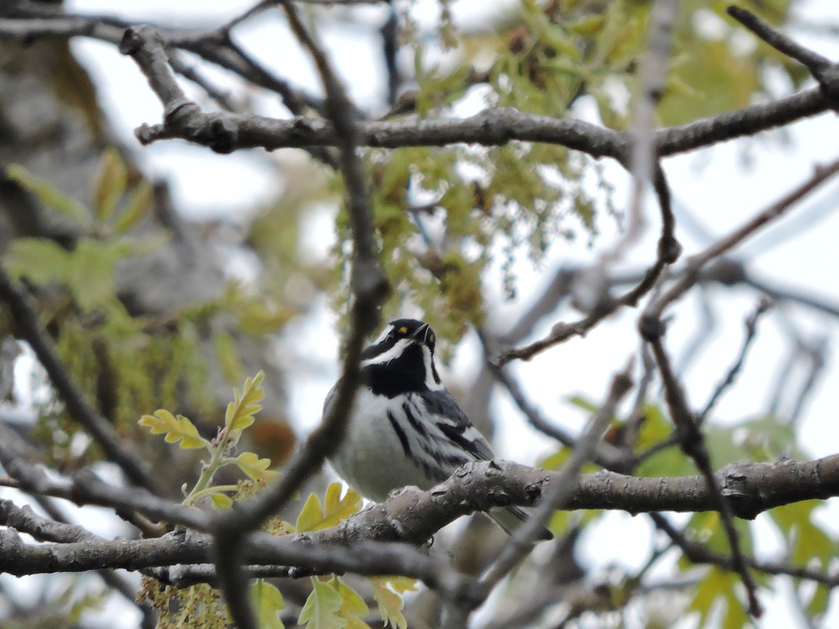 ノドグロハイアメリカムシクイ - ML56352621